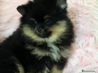 Pomerania perros Pomerania black and tan - Anuncio 6