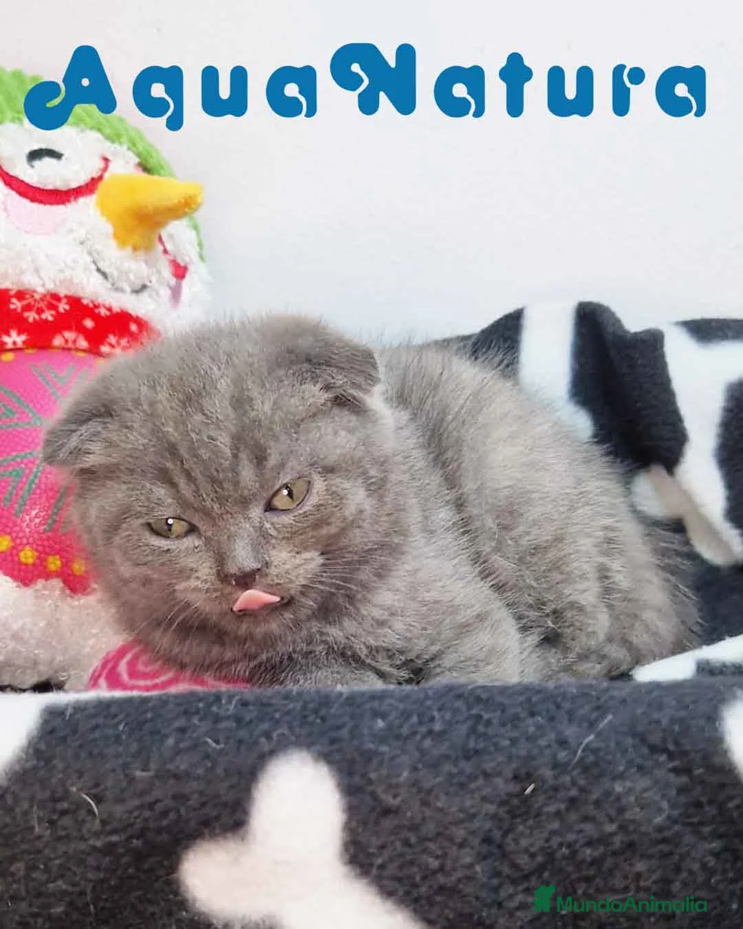 Scottish Fold gatos en venta: Scottish Fold Macho 9137 - AQUANATURA en Barcelona - Anuncio 7