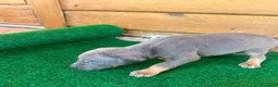 Dobermann perros en venta: Dobermann - Anuncio 4
