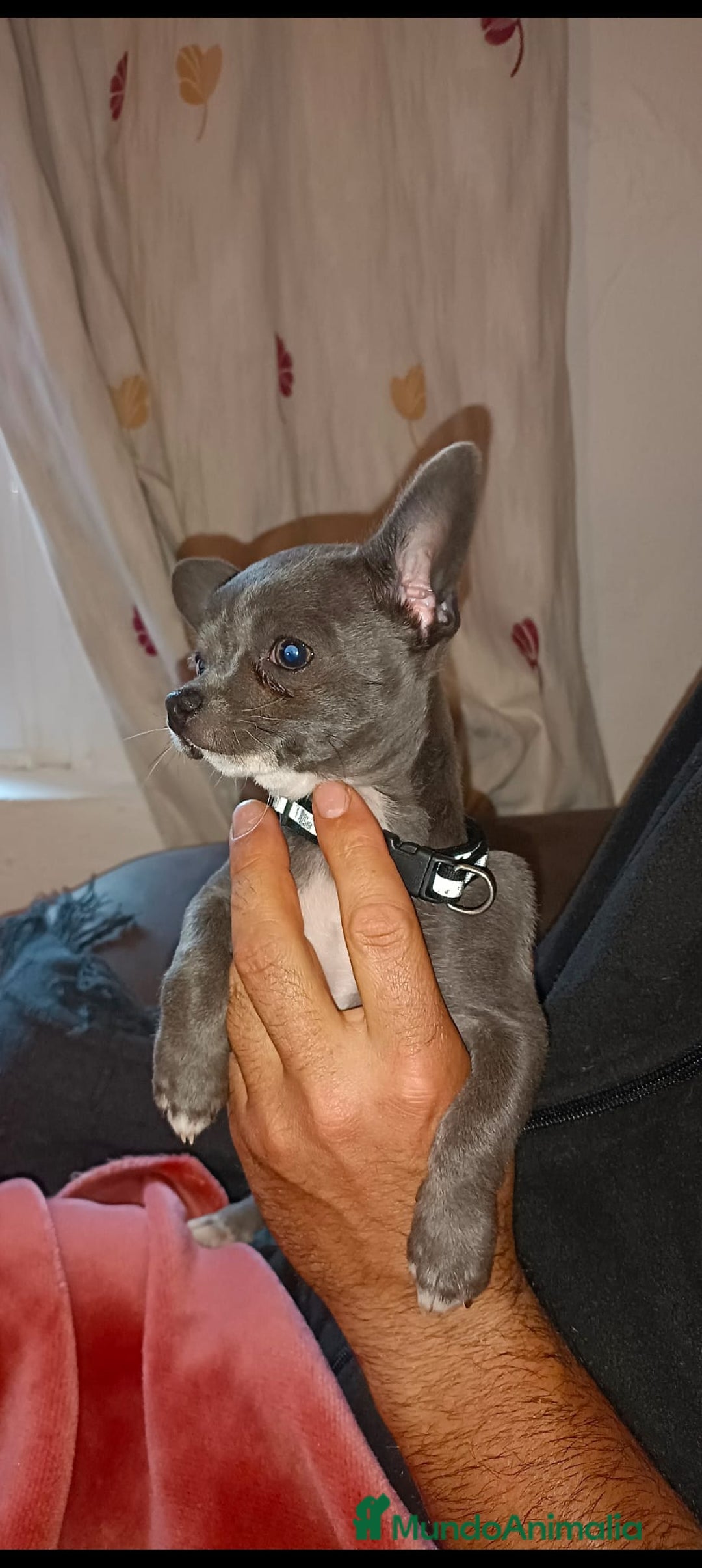 Chihuahua perros en venta: Chihuahua mini toy cabeza manzana  - Imagen 7