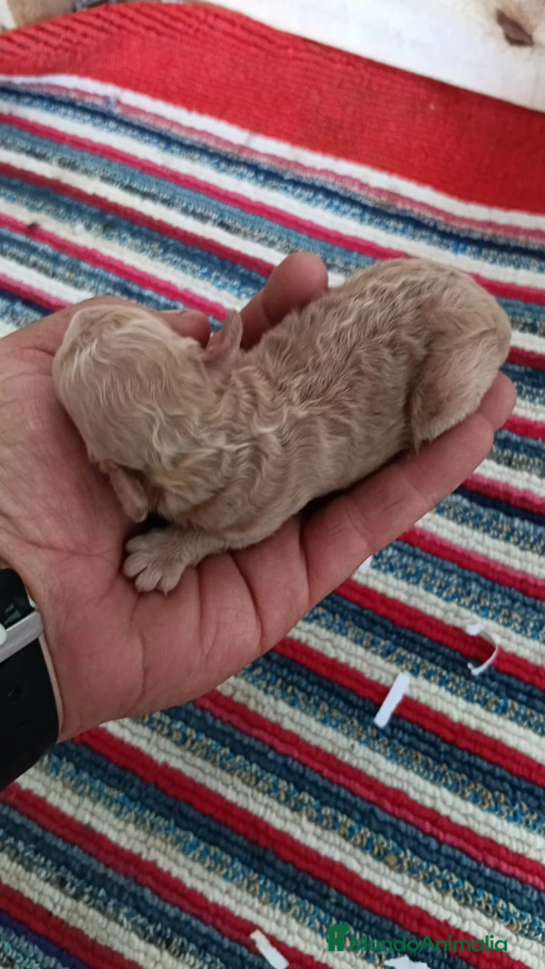 Caniche Toy perros en venta: Caniches micro toys machos - Anuncio 2