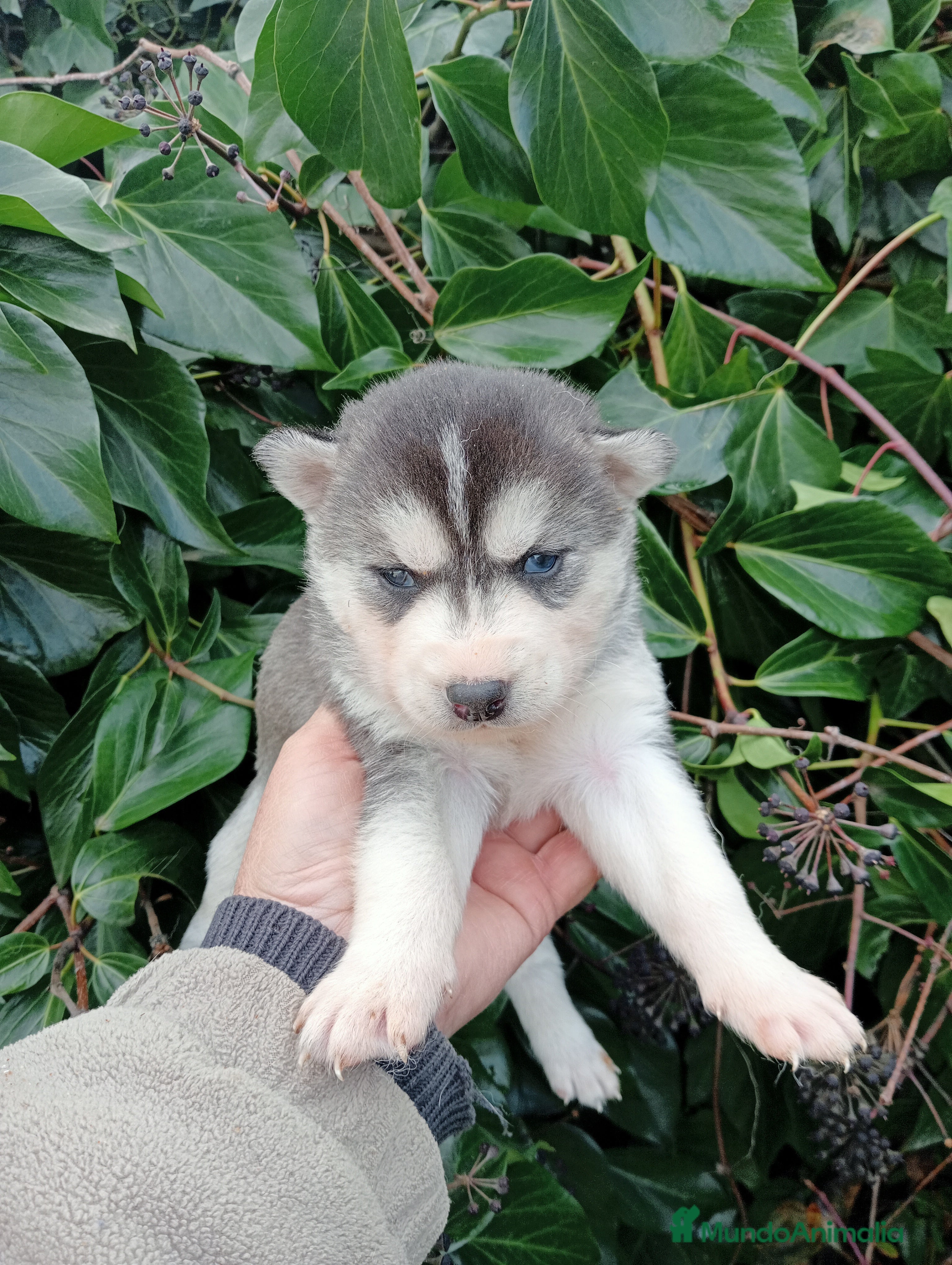 Husky Siberiano perros Cachorro de husky - Anuncio 1