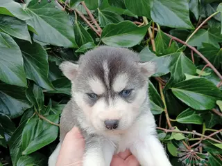 Husky Siberiano perros Cachorro de husky - Anuncio 3