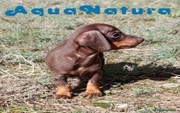 Teckel Miniatura perros en venta: Teckel Macho 3 de Lena AQUANATURA - Imagen 5