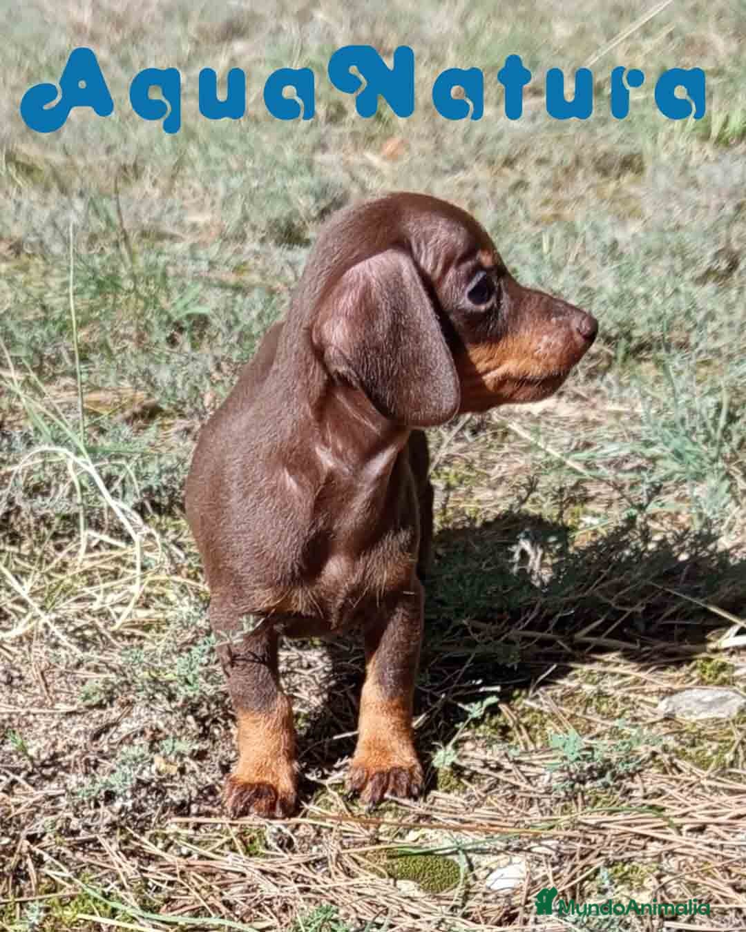 Teckel Miniatura perros en venta: Teckel Macho 3 de Lena AQUANATURA - Imagen 5