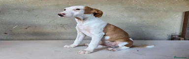 Podenco Andaluz 4