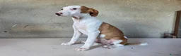 Podenco Andaluz perros en venta: Podenco andaluz de pelo duro - Anuncio 5