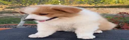 Pastor Australiano perros en venta:  Bahia de Txingudi Pastor Australiano  - Anuncio 3
