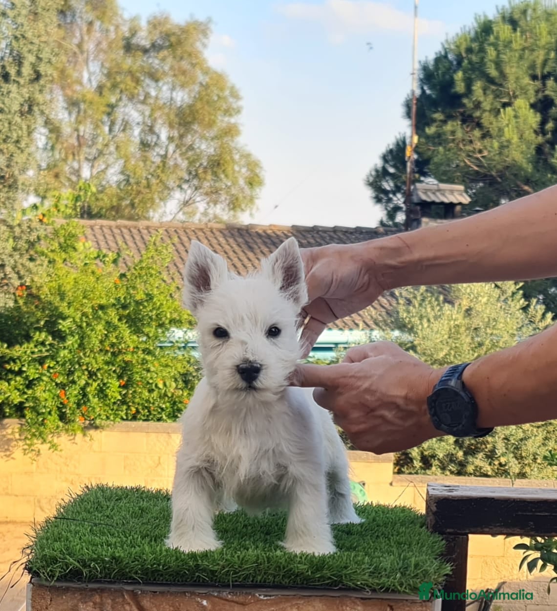 West Highland White Terrier perros Expectacular cachorro West Highland white terrier - Anuncio 1