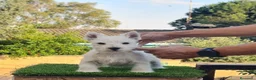 West Highland White Terrier perros en venta: Expectacular cachorro West Highland white terrier - Anuncio 1