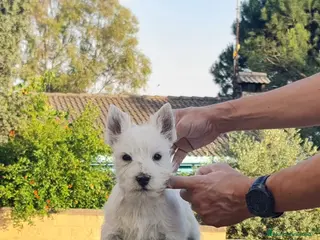 West Highland White Terrier perros Expectacular cachorro West Highland white terrier - Anuncio 1