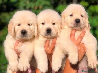 Golden Retriever perros Golden retriever en Badajoz - Anuncio 1