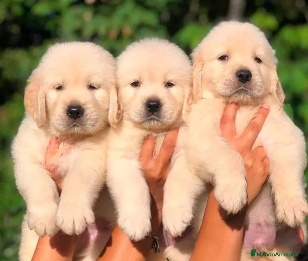 Golden Retriever perros en venta: Golden retriever en Badajoz - Anuncio 1