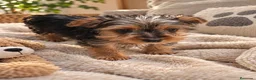 Yorkshire Terrier perros en venta: Yorkshire toy - Anuncio 1