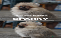 Pomerania perros en venta: ⚡ Sparky – Pomerania marrón con carácter 🐾 - Imagen 8