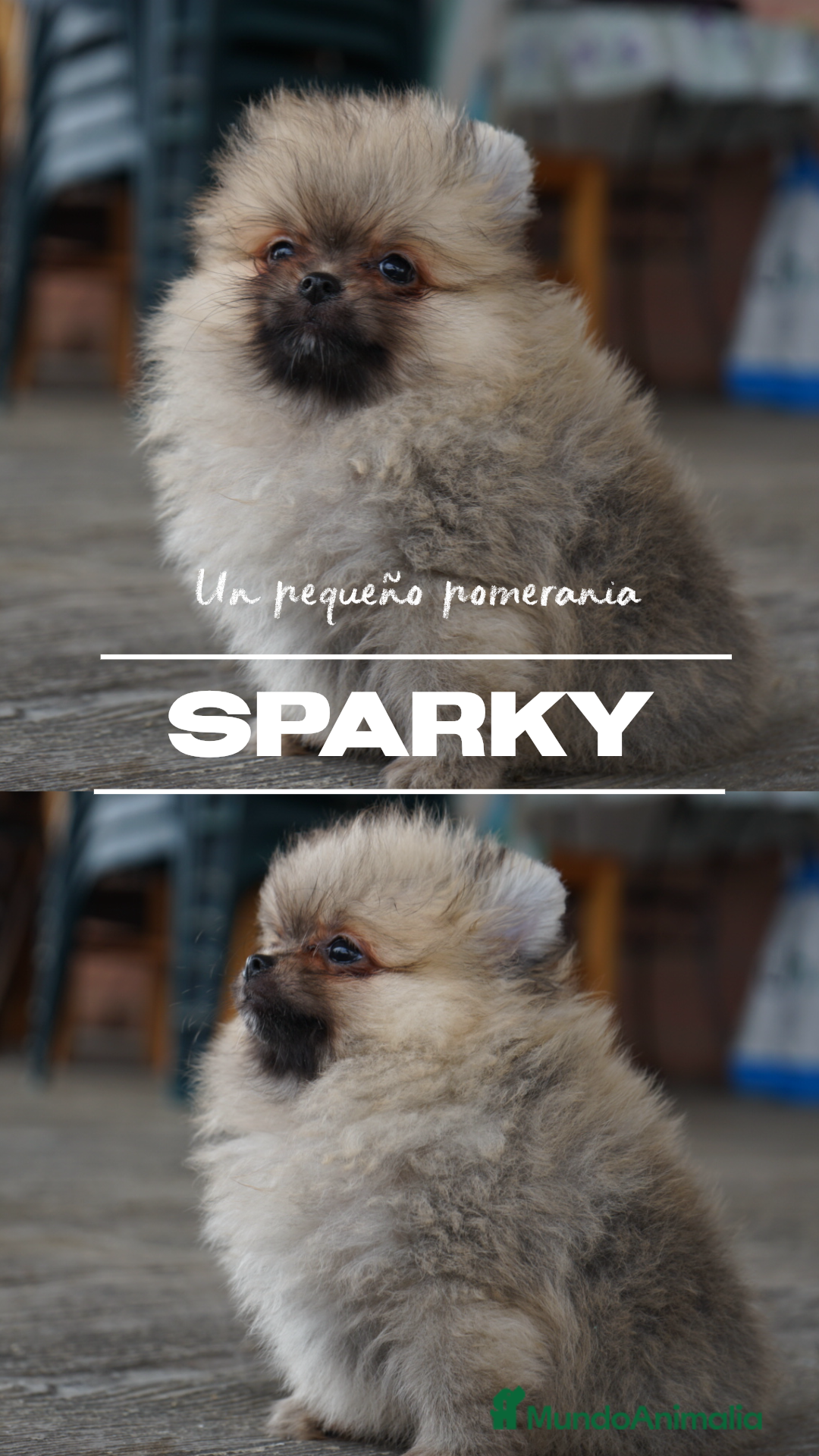 Pomerania perros en venta: ⚡ Sparky – Pomerania marrón con carácter 🐾 - Imagen 8