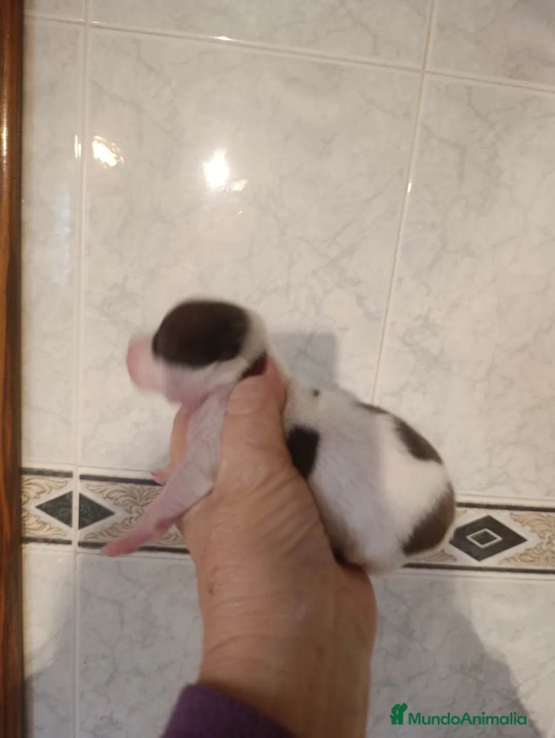 Chihuahua perros en venta: CHIHUAHUAS EXCLUSIVOS - Anuncio 6