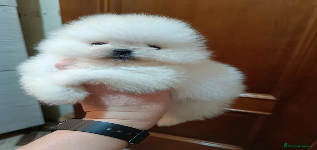 Imagen de galería {{count}}