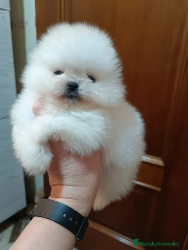 Imagen de galería {{count}}