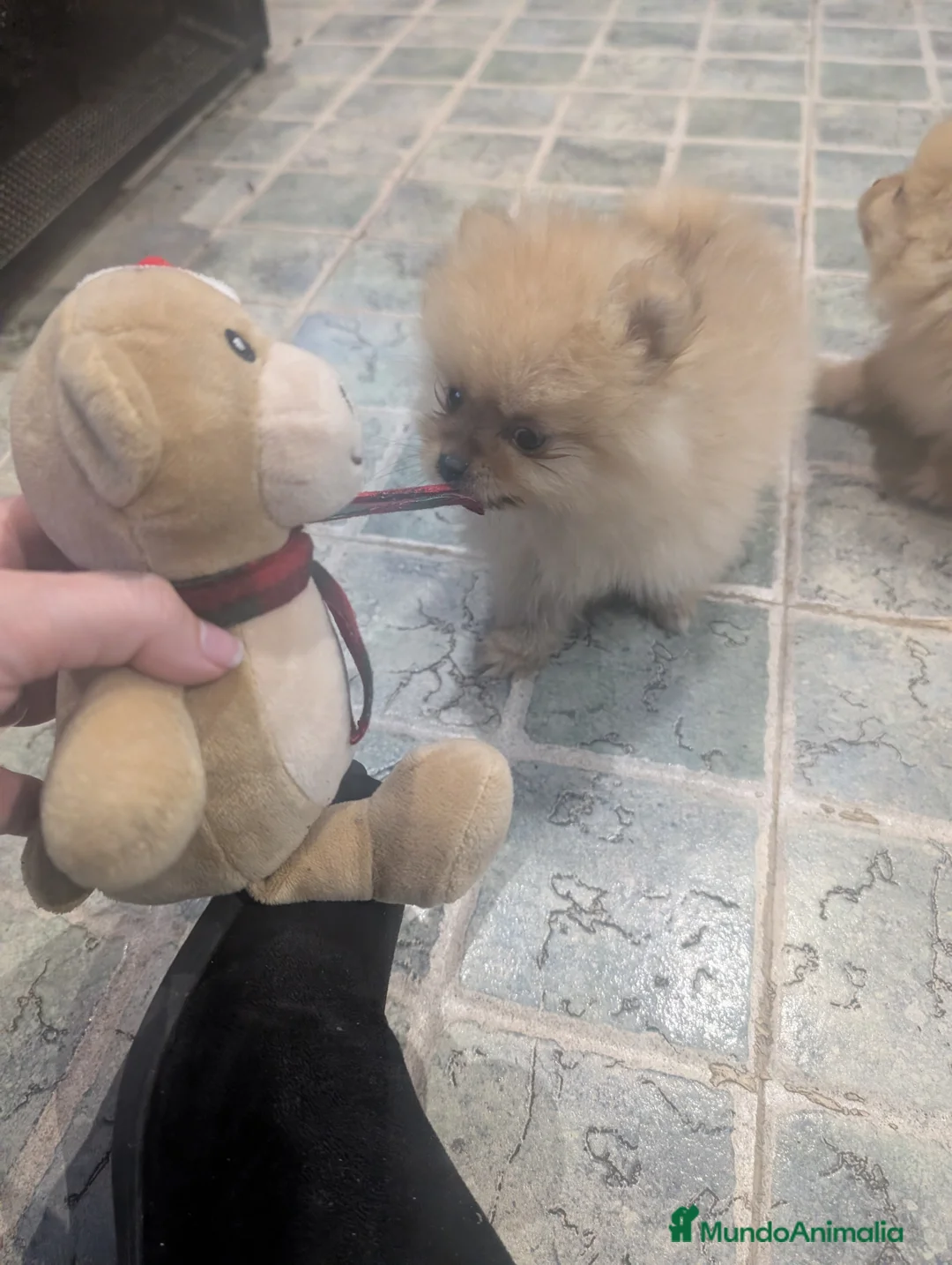 Spitz pequeño - Kleinspitz perros en venta: Kleinspitz pomerania  - Anuncio 3