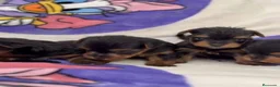 Yorkshire Terrier perros en venta: Yorkshire terrier  - Anuncio 2