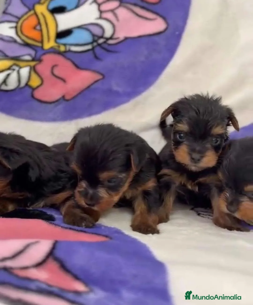 Yorkshire Terrier perros en venta: Yorkshire terrier  - Anuncio 2