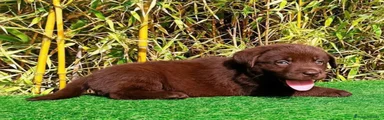Labrador Retriever 2