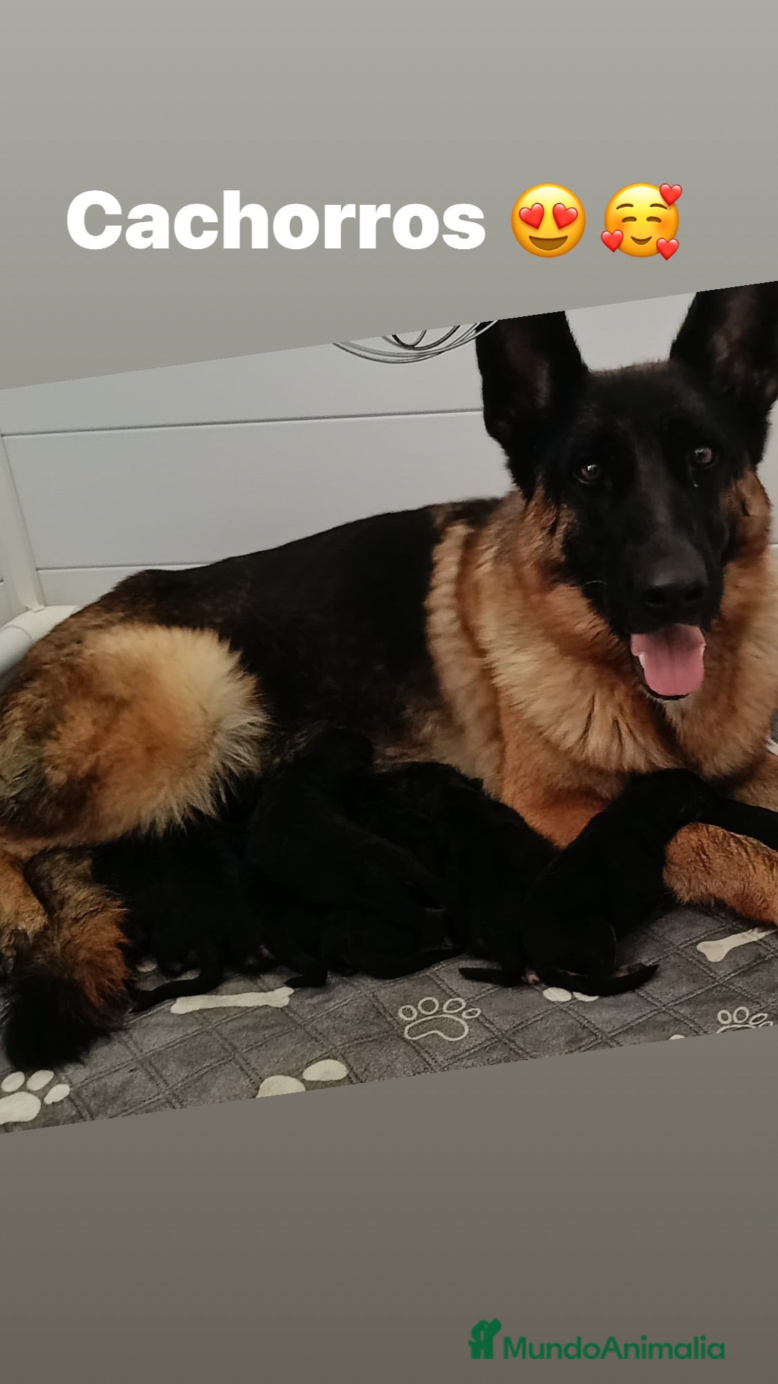 Pastor Alemán perros Espectacular cachorro de pastor alemán  - Anuncio 2