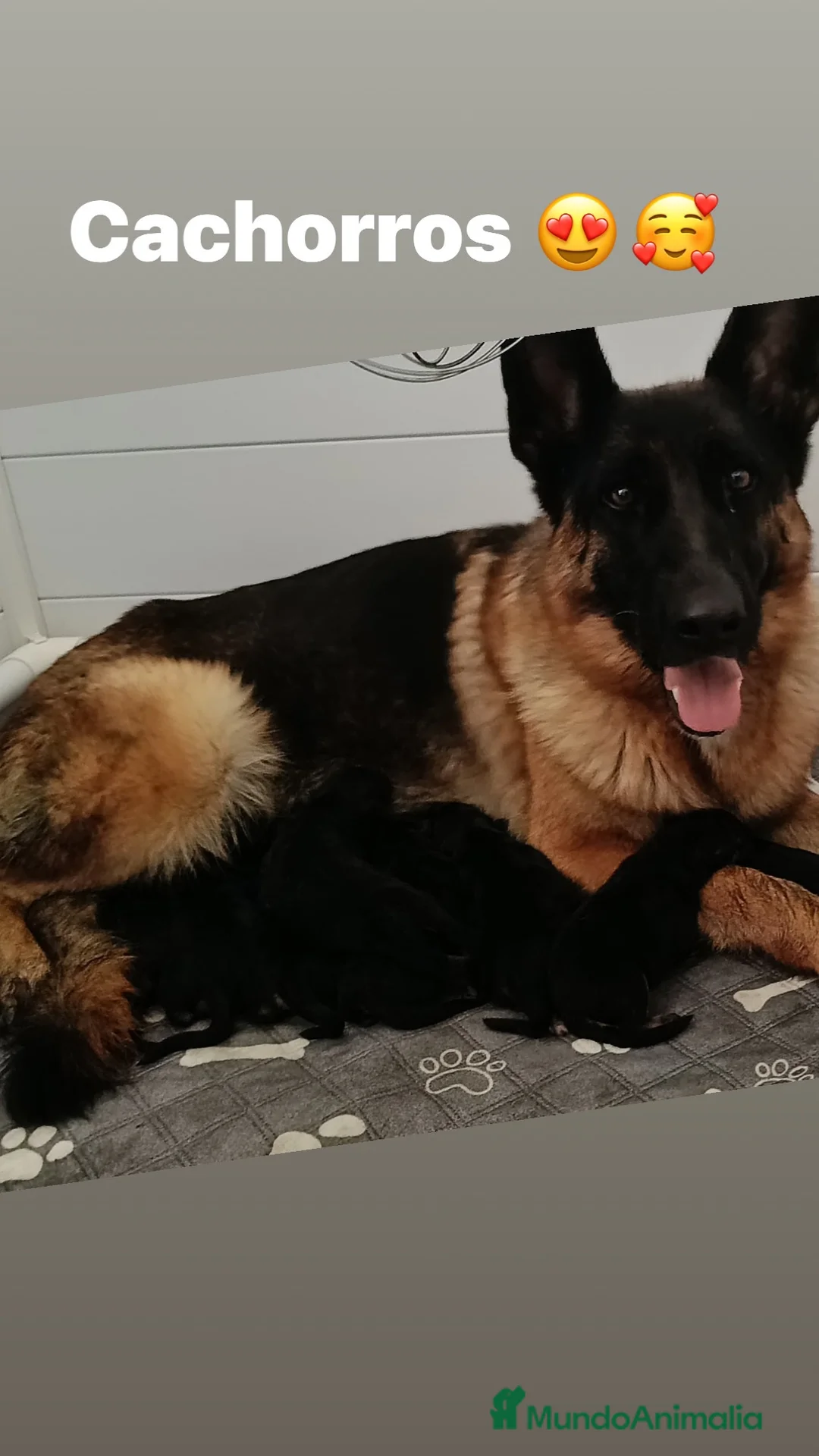 Pastor Alemán perros en venta: Espectacular cachorro de pastor alemán  - Anuncio 2