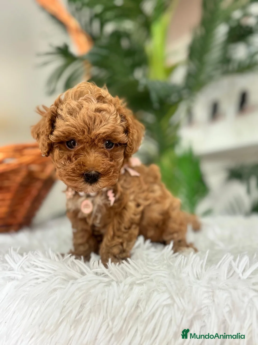 Maltipoo perros en venta: MALTIPOO 🎀 - Anuncio 1