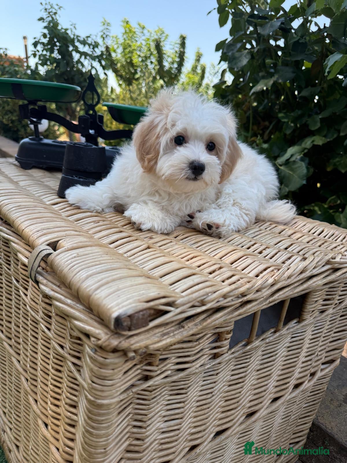 Maltipoo perros Maltipoo listos para conocer a sus nuevas familias - Anuncio 1