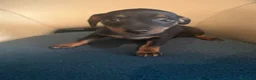Pinscher Miniatura perros en venta: Pinscher miniatura  - Anuncio 9