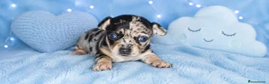 Chihuahua 1