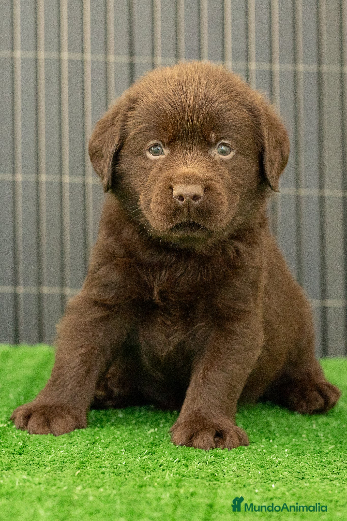 Labrador Retriever perros LABRADOR CHOCOLATE DISPONIBLE - Anuncio 1