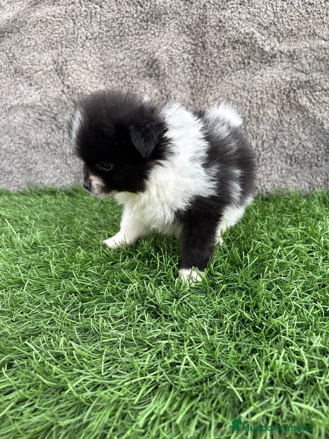 Pomerania perros en venta: Cachorro macho de lulu de Pomerania toy - Anuncio 9