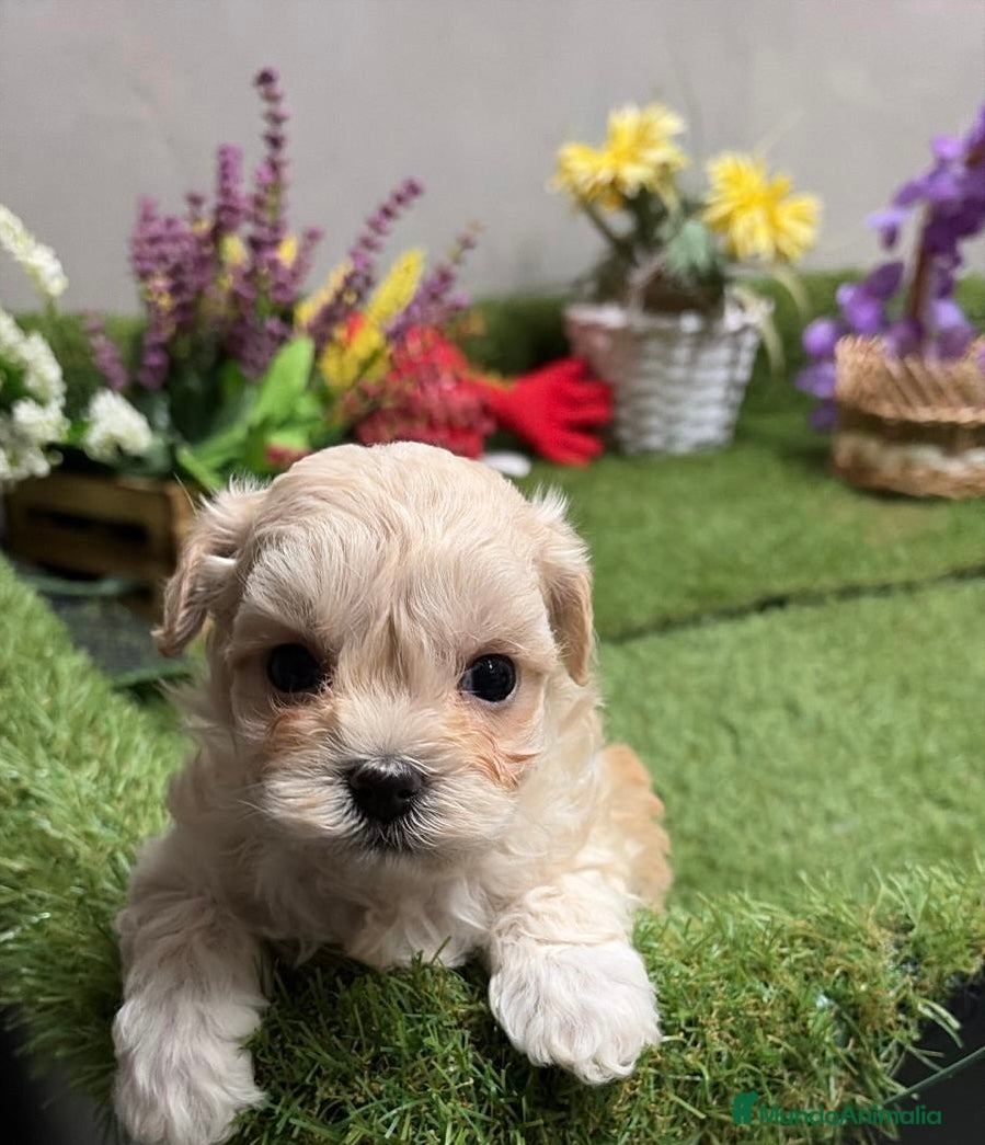 Maltipoo perros Maltipoo macho disponible toy fotos actuales. - Anuncio 2