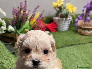 Maltipoo perros Maltipoo macho disponible toy fotos actuales. - Anuncio 3