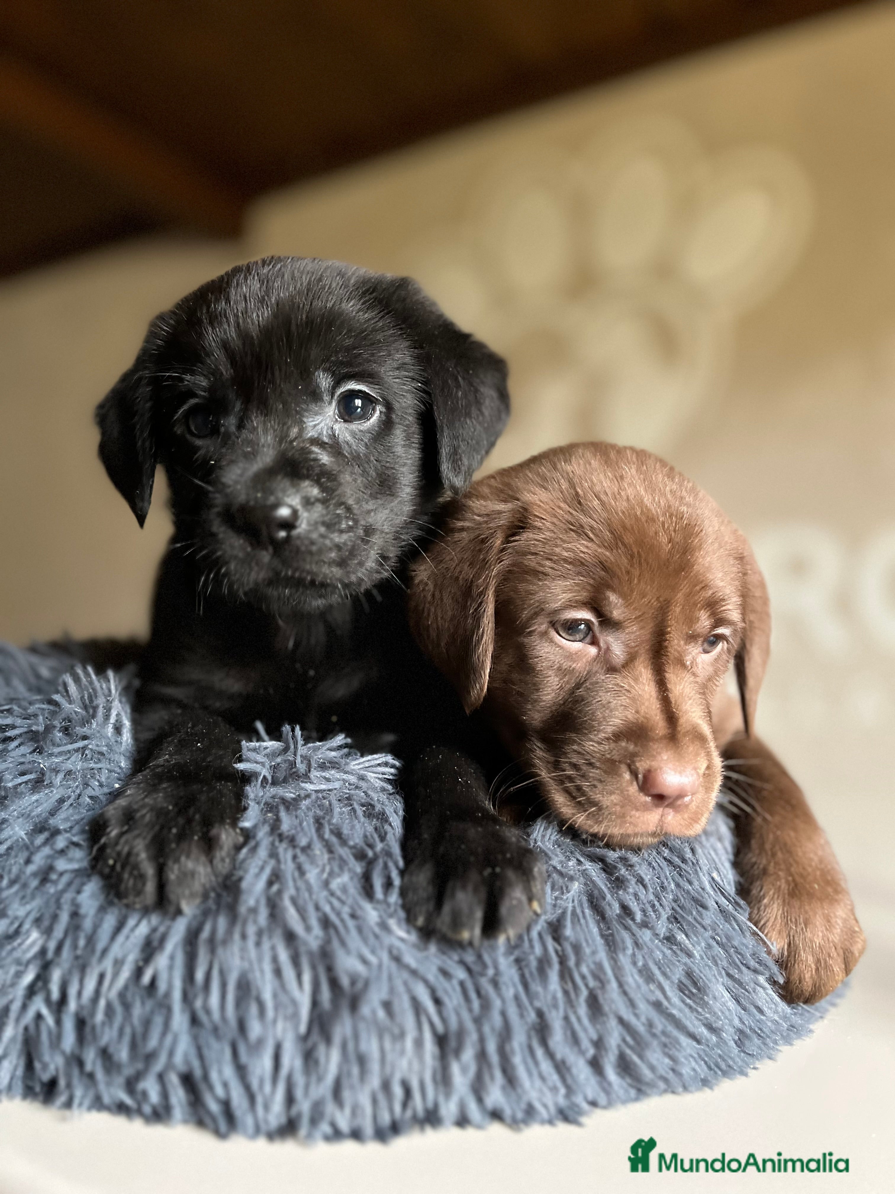 Labrador Retriever perros Labradores chocolate  - Anuncio 2