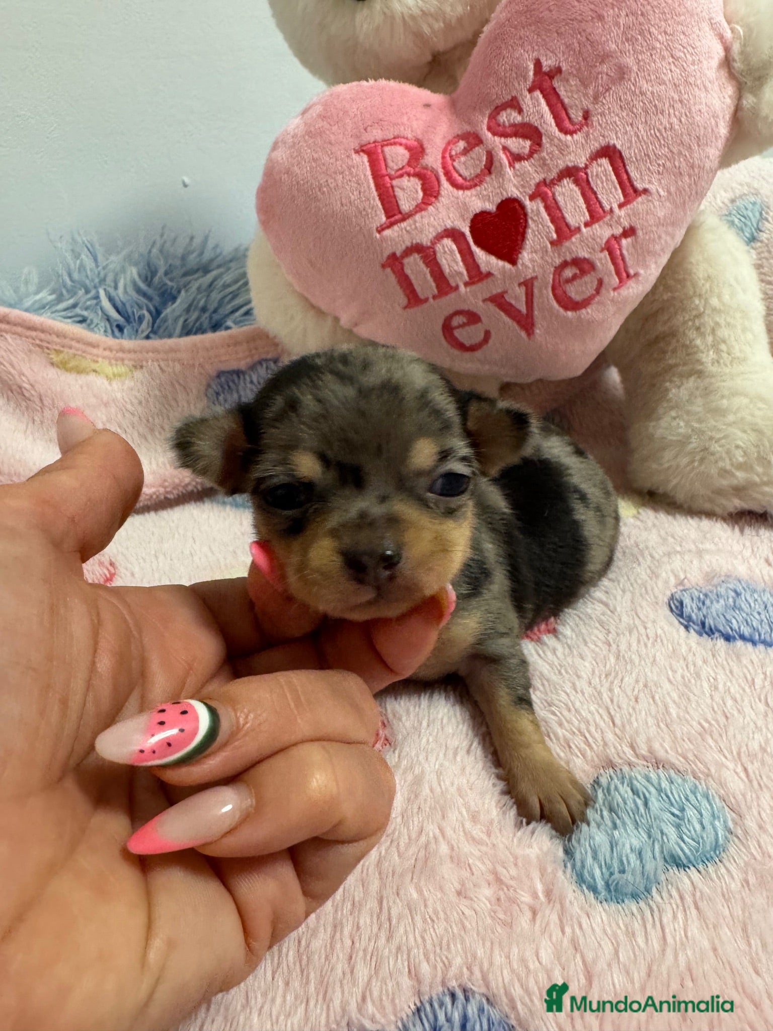 Chihuahua perros Preciosa chihuahua merle  - Anuncio 1