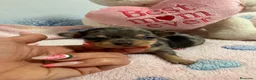 Chihuahua perros en venta: Preciosa chihuahua merle  - Anuncio 1