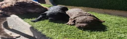 Perro de Agua Español perros en venta: Cachorros perros de agua en Zaragoza - Anuncio 11