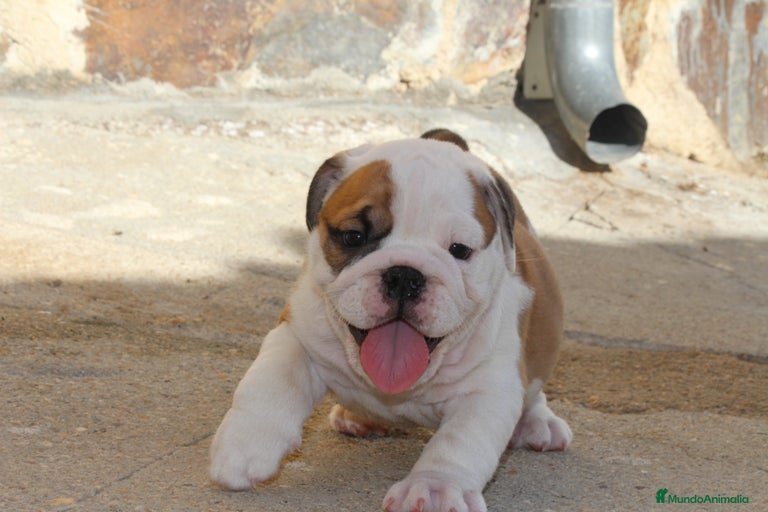 Imagen de galería {{count}}