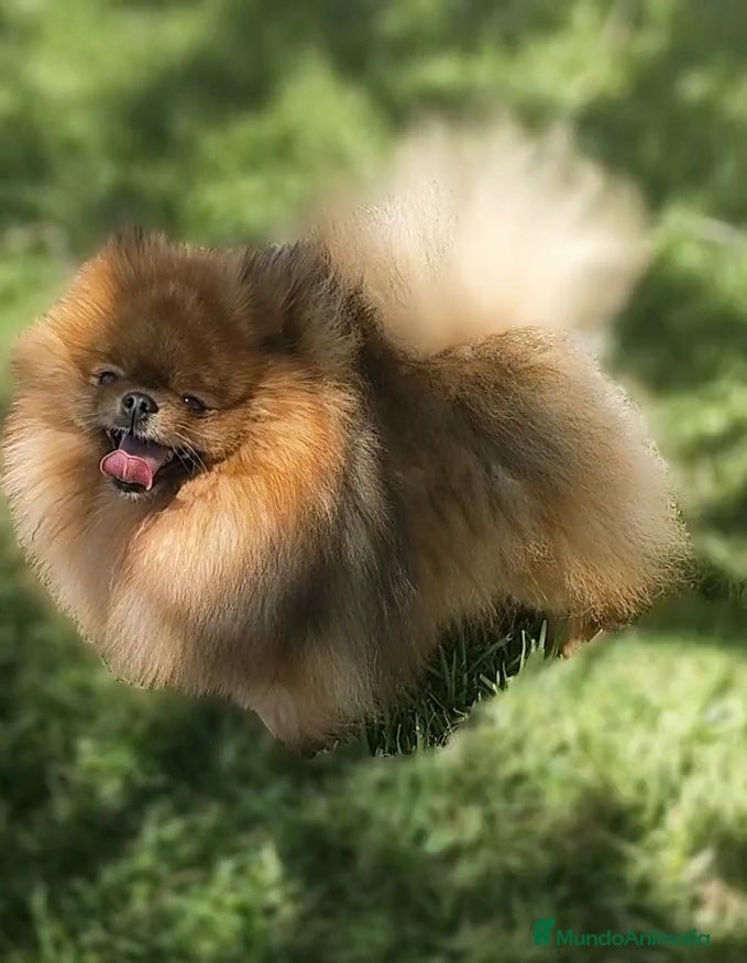 Kiko
