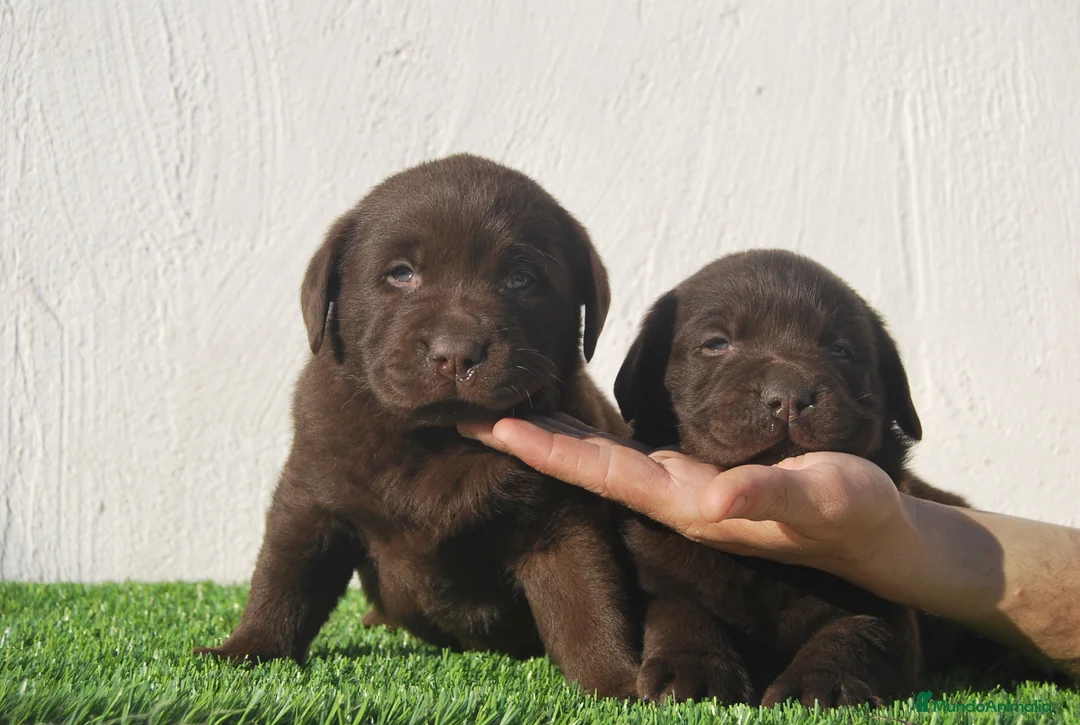 Labrador Retriever perros en venta: Cachorros de Labrador Chocolate en Madrid - Anuncio 8