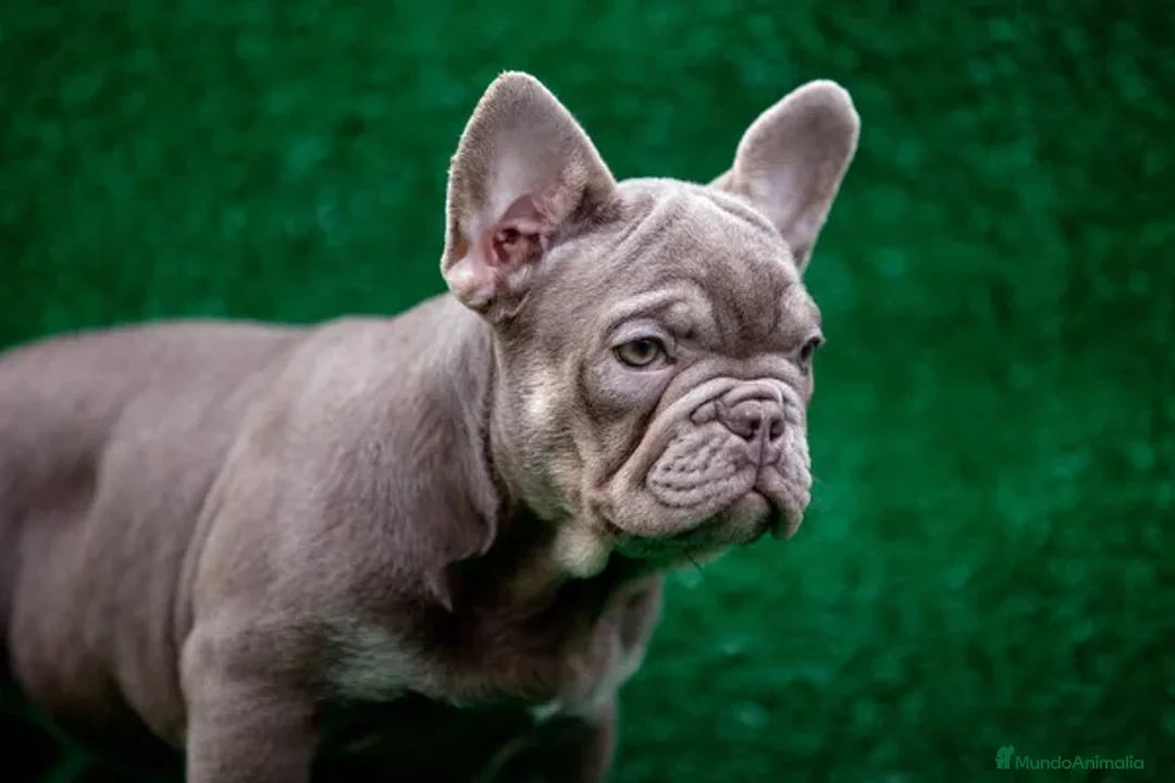 Bulldog Francés perros en venta: BULLDOG FRANCES !!!! - Anuncio 4