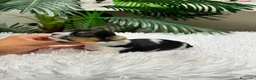Yorkshire Terrier perros en venta: YORKSHIRE BIEWER - Anuncio 14