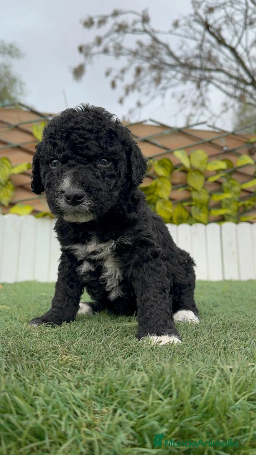 Perro de Agua Español perros en venta: PERRO DE AGUA ESPAÑOL  - Anuncio 11