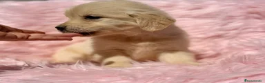 Golden Retriever Cachorro 4