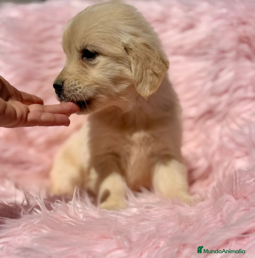Golden Retriever perros en venta: GOLDEN RETRIEVER - Anuncio 5