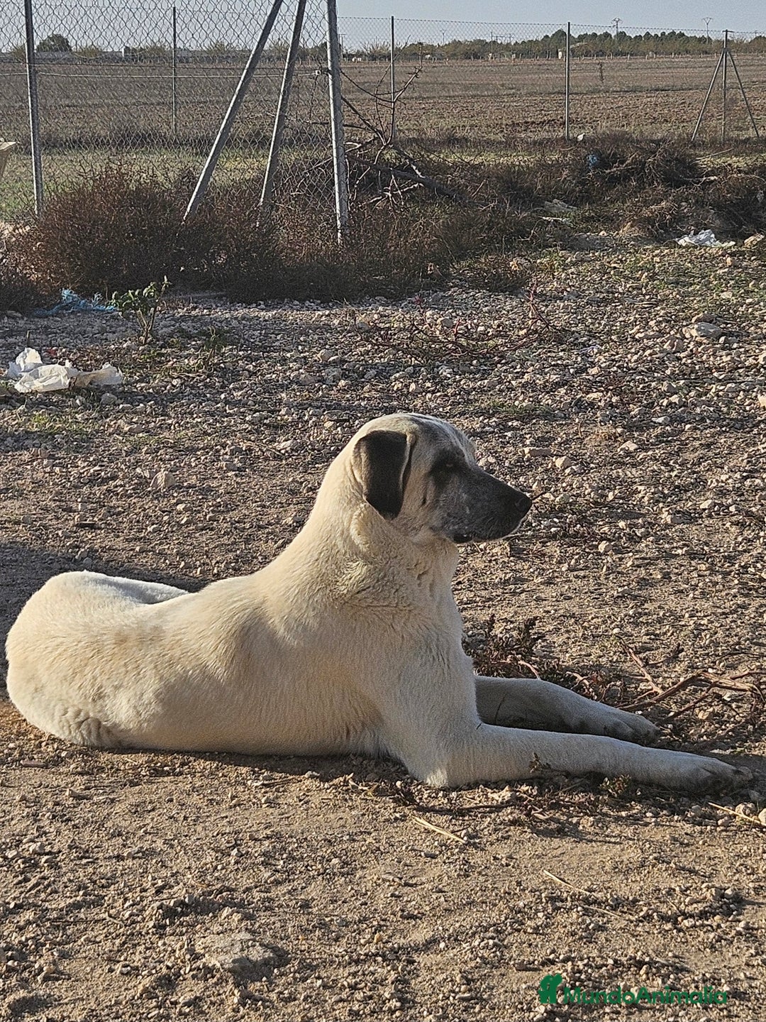 Mastín Español perros en venta: Camada de mastin español - Imagen 2